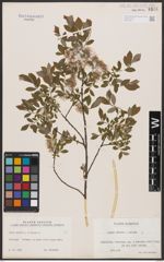 Salix aurita L. x Salix repens L.